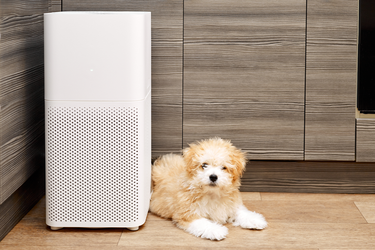  Are air purifiers good for when you have pets 